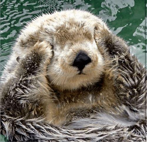 娱乐吃瓜酱海獭手牵手